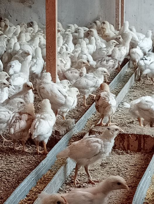 Сенды жожа товуклар