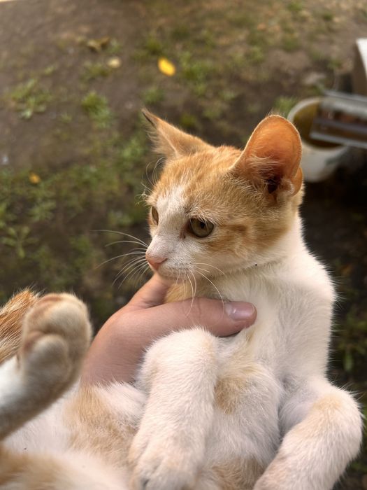 Pisica spre adoptie