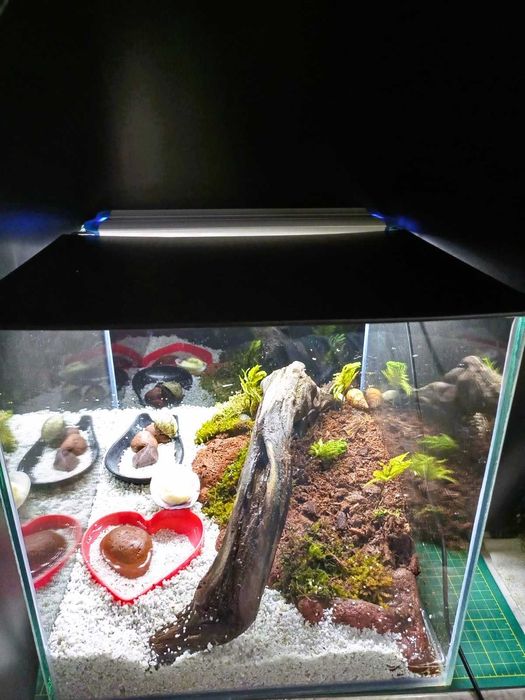 Очаровательные раки-отшельники