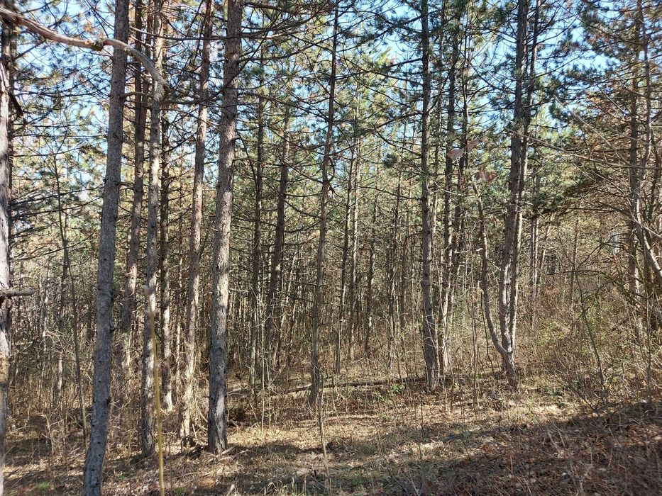 Продава се Парцел в с. Малка Верея, Област Стара Загора - 1333 кв.м за 4 €/кв.м - Снимка #1