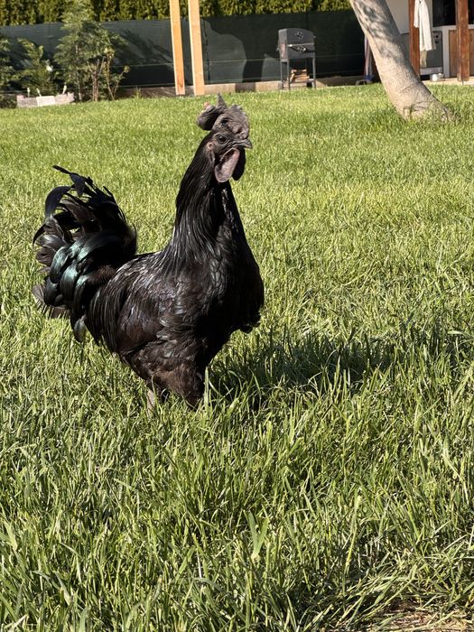 Familie Ayam Ceamany