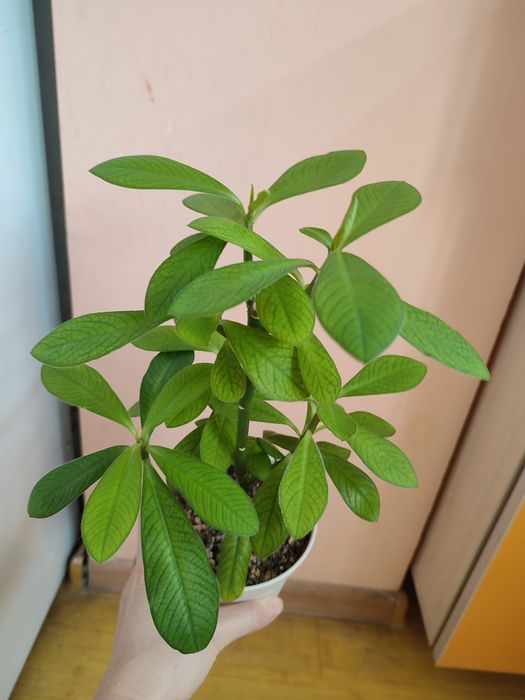 Комнатные цветы недорого ухоженные