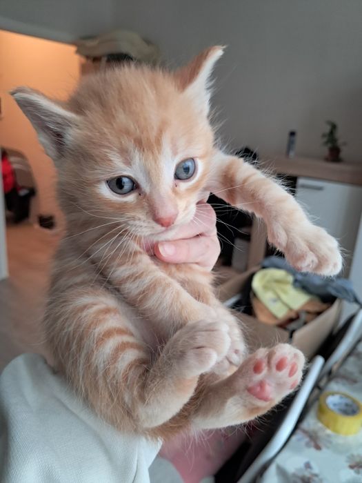 Отдам в добрые руки