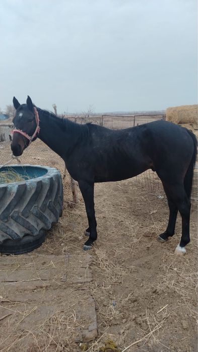 Айғыр сатыладыыы