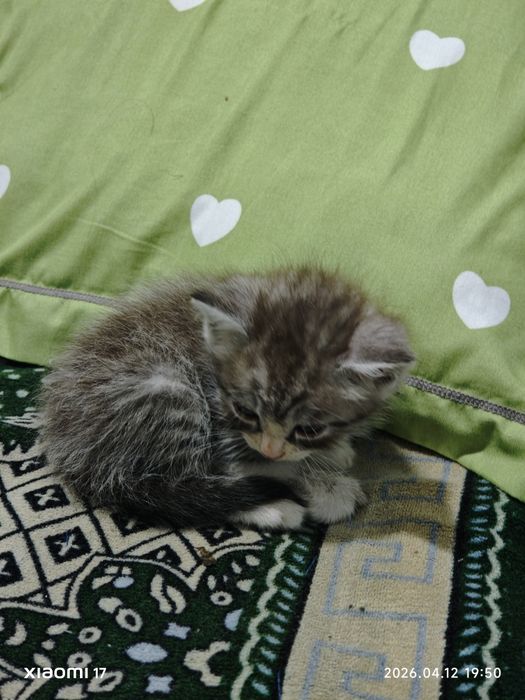 Продается котенок