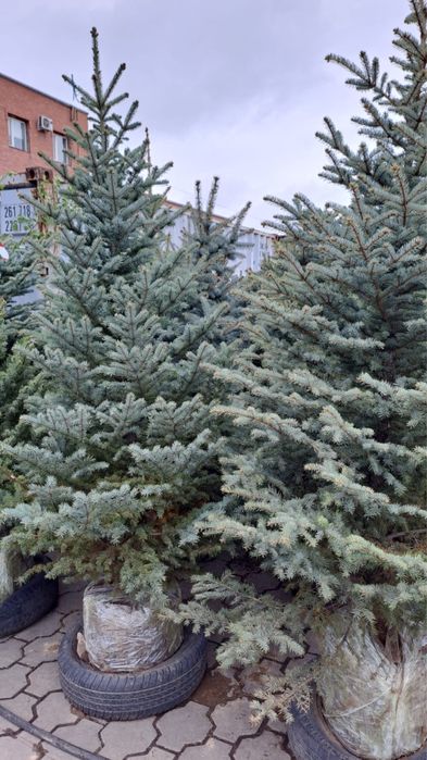 Голубая ель