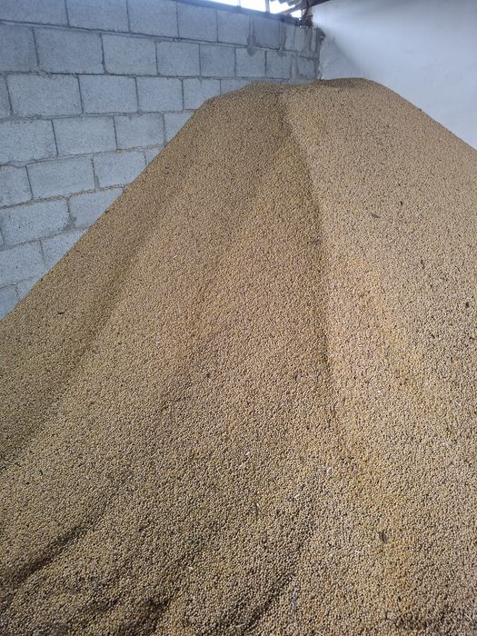 ГМО Соя тұқымын сатам, Семена сой.