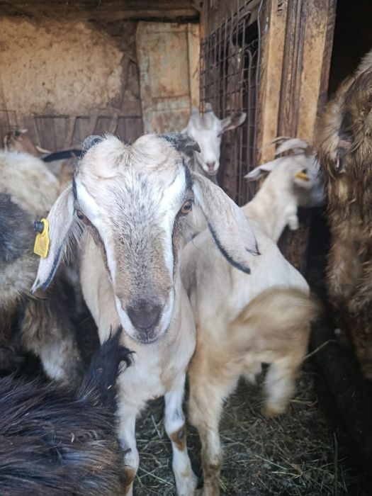 Продам коз козлята