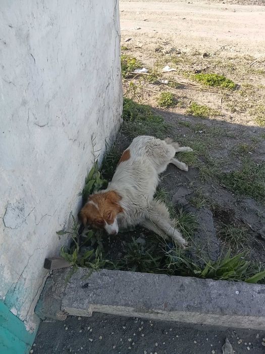 В добрые руки пристраиваются добрые собачки