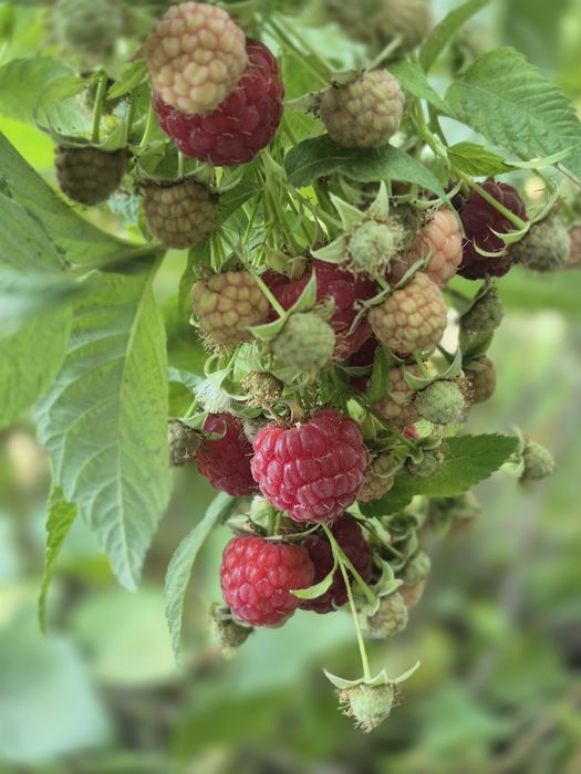 Малина ремонтантная