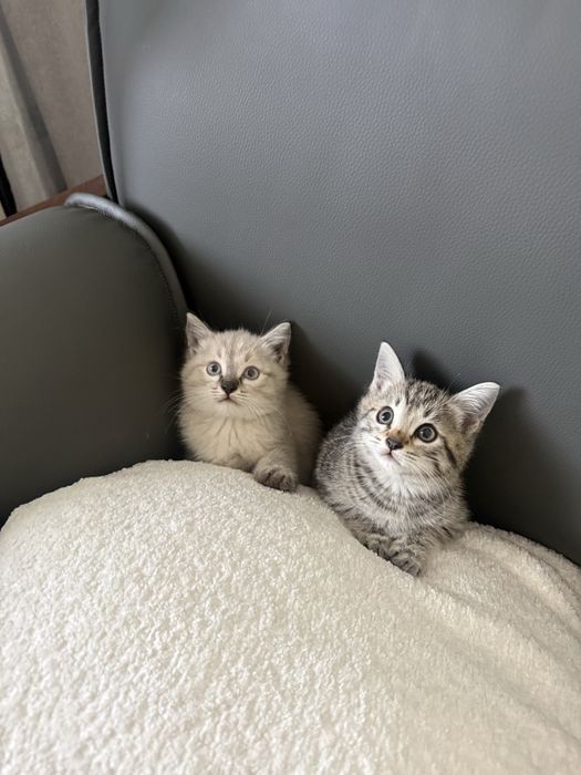 Котенки милые сладкие