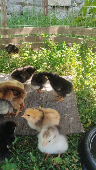 Циплята домашние 15 000 сумш