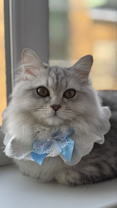 Продам кота шатланец 8 месяца