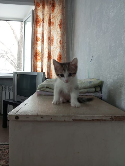 Отдам котёнка в добрые руки