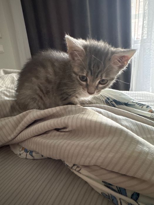 Котенок Шотландец