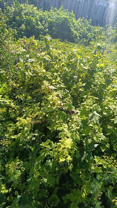 Продам Дачу Со Геолог