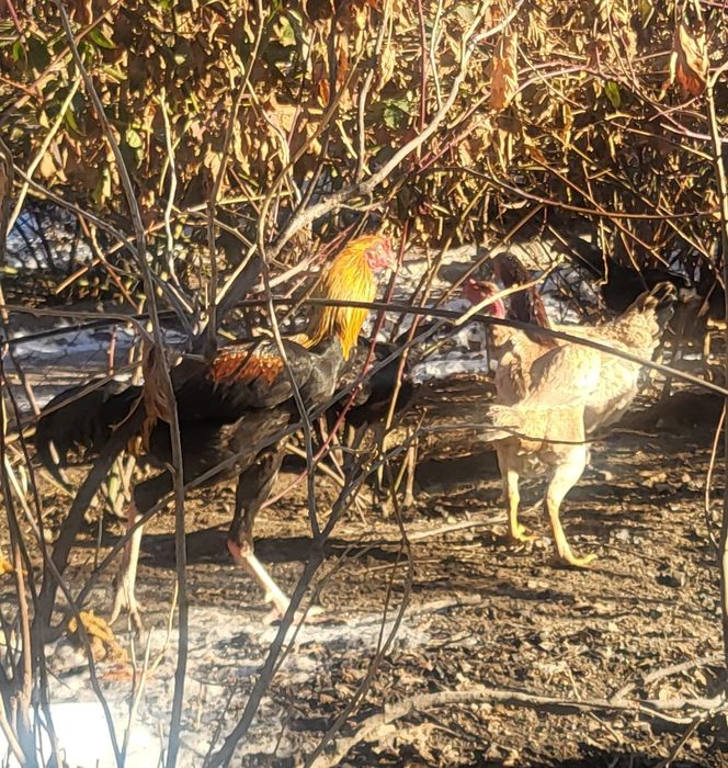 Куры даканки, распродажа