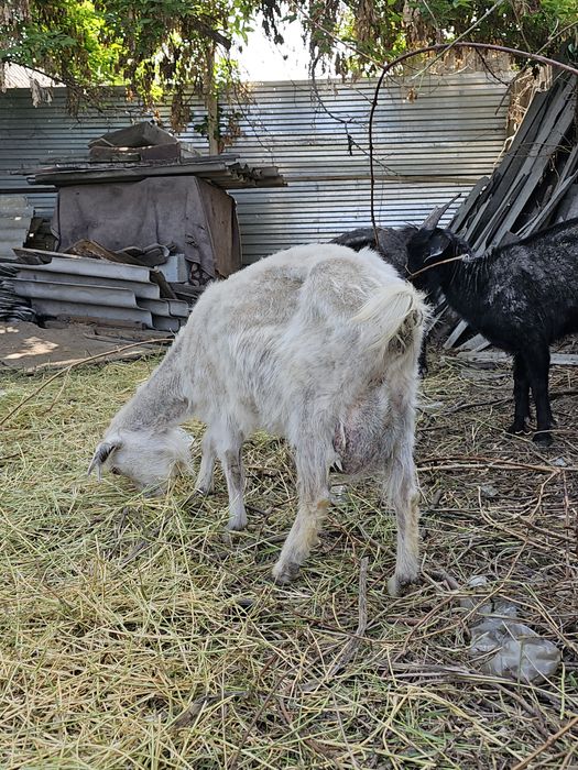Саумалы ешки сатылады.