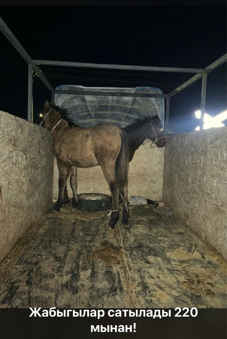 Жабагылар сатылады