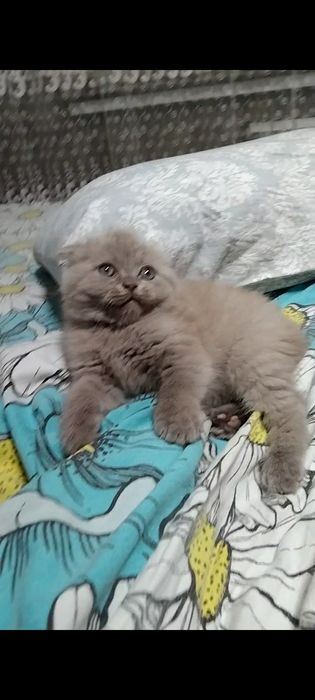Лиловая, вислоухая, с документами.