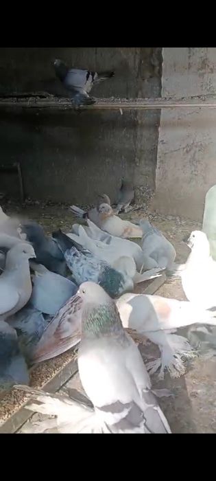 Продам домашних голубей