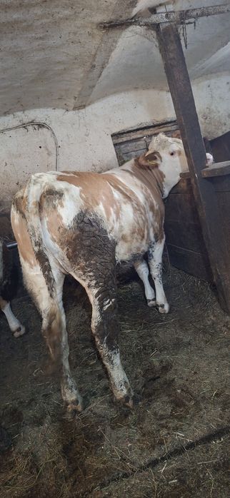 Junincă de vânzare