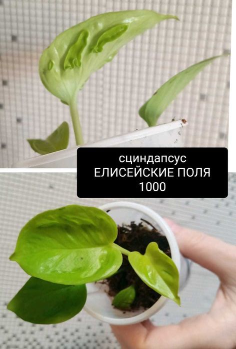 Продам от 3000т и меньше филодендроны