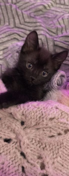 Отдам котика в добрые руки