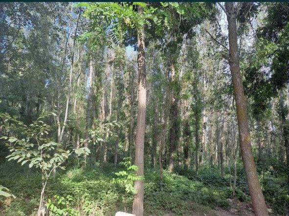 Участок Зангиота мечеть.