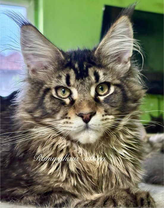 Felisa autorizata WCF, vinde pisoi cu pedigree, rasa Maine coon