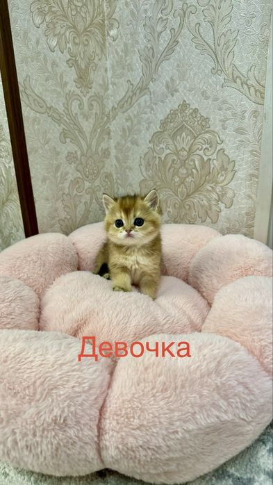 Продаётся чистокровный котята золотая шиншилла и серебристая шиншилла