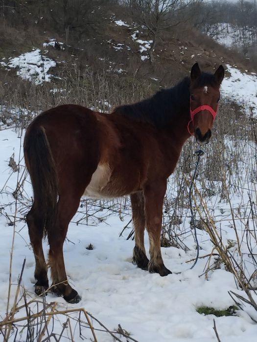 Vând 15 capre la a 3a Fătare și un cârlan de 6 luni