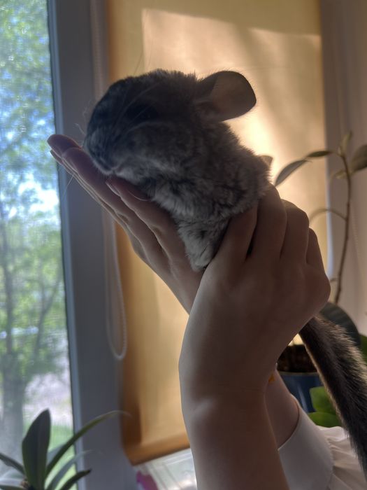 Продаю Шиншиллу мальчика