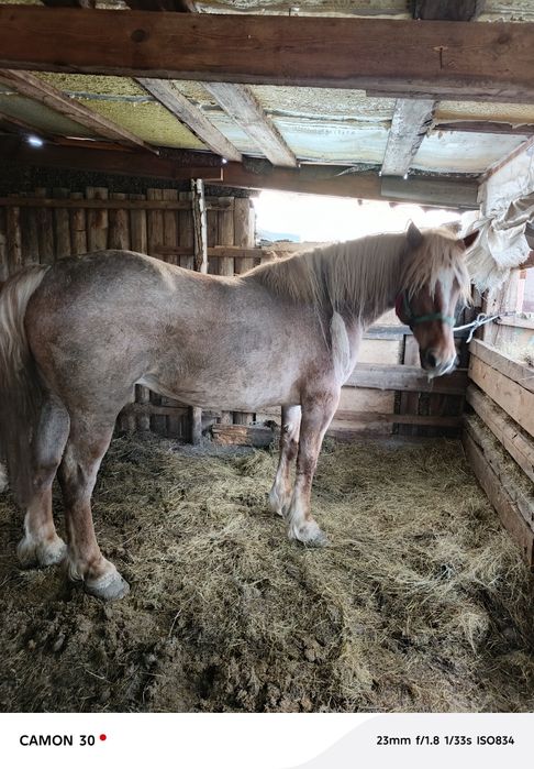 Продам кобылу Советский тяжеловоз