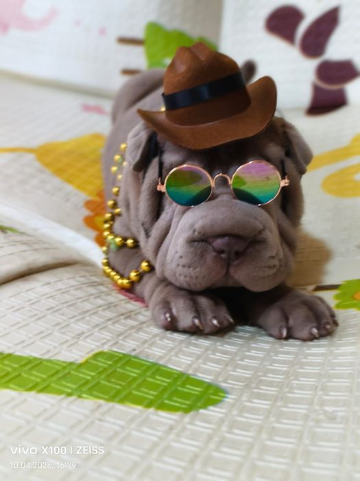 Очаровательные щенки шарпея.