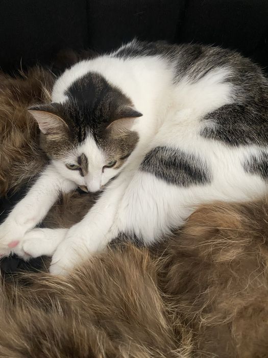 Потерялся кот! Очень просим вернуть !