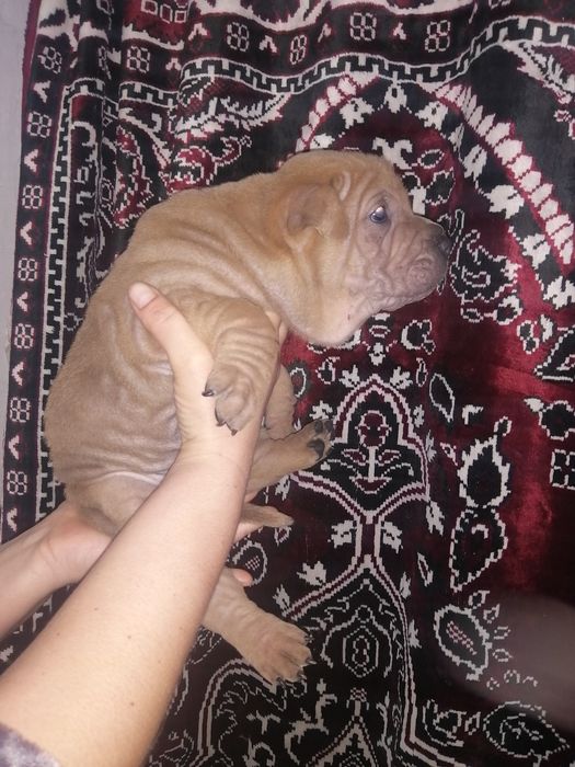 Шарпейчики бронь