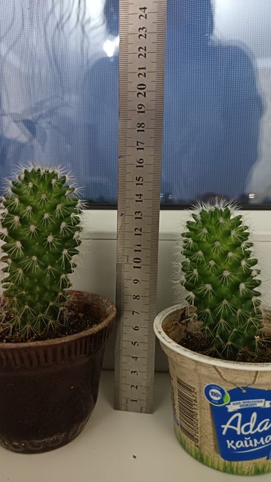 Кактус в горшке продам