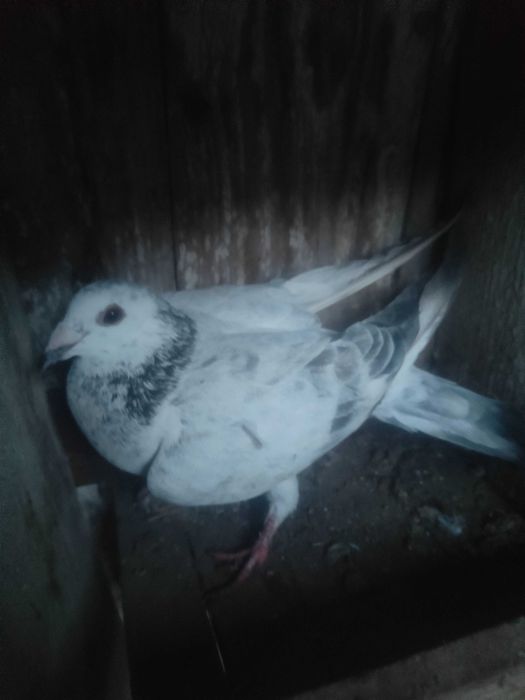 Vand porumbei voiajori