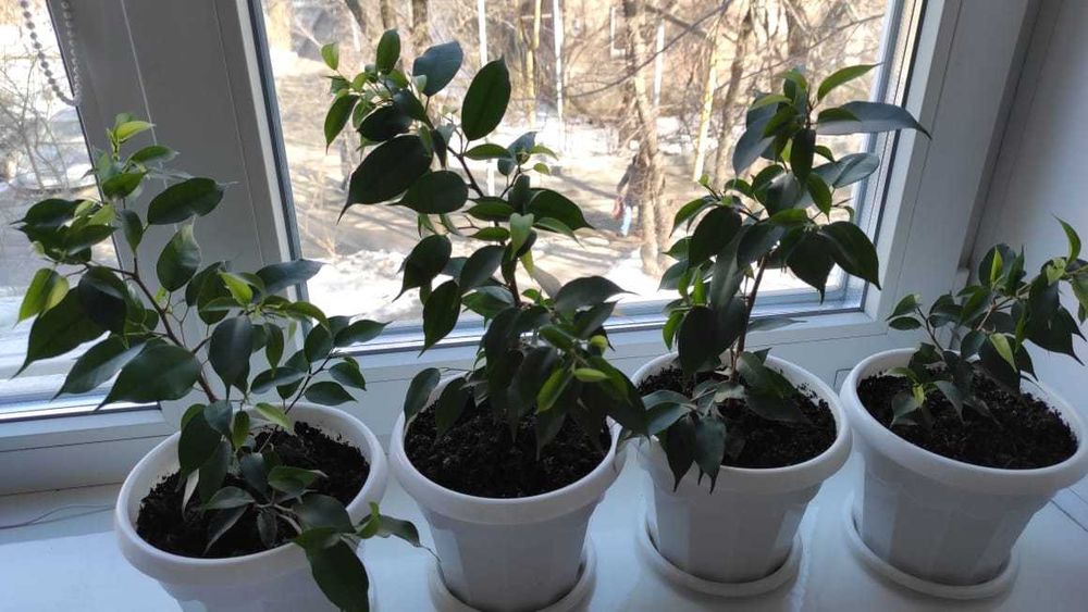Фикус Бенджамина (Ficus benjamina)