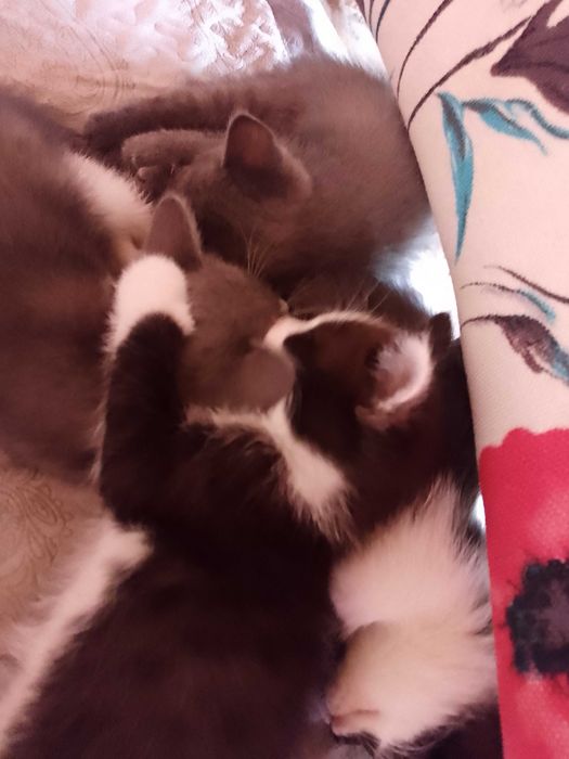 Отдам котят, бесплатно