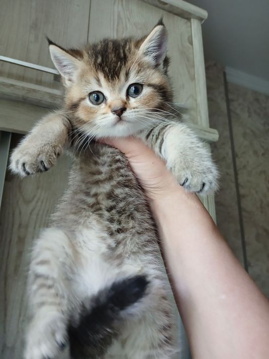 котята скоттиш страйт