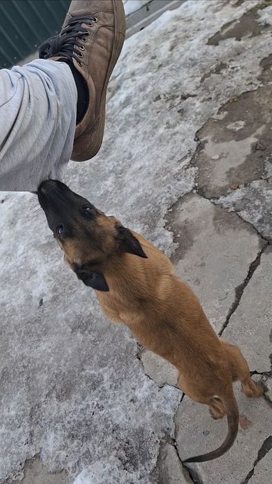 Щенок Малинуа девочка от РР