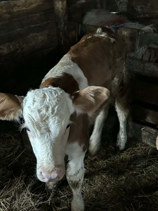 Vând 3 vitei baltați