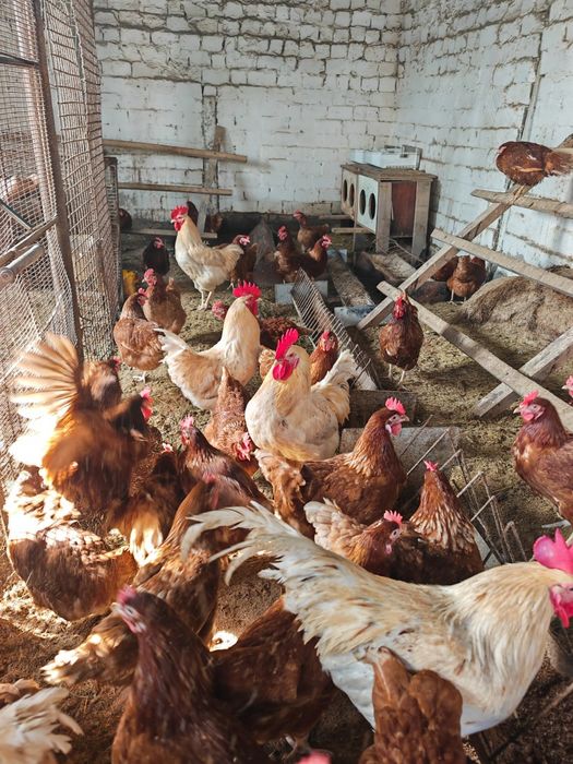 Срочно продам петухов