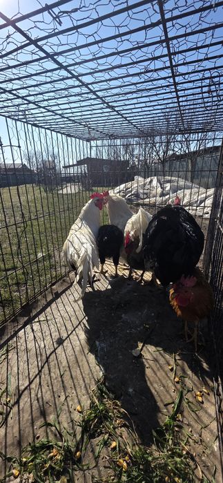 Vand cocos australop alb negru fazani cocos liliputi bibilica