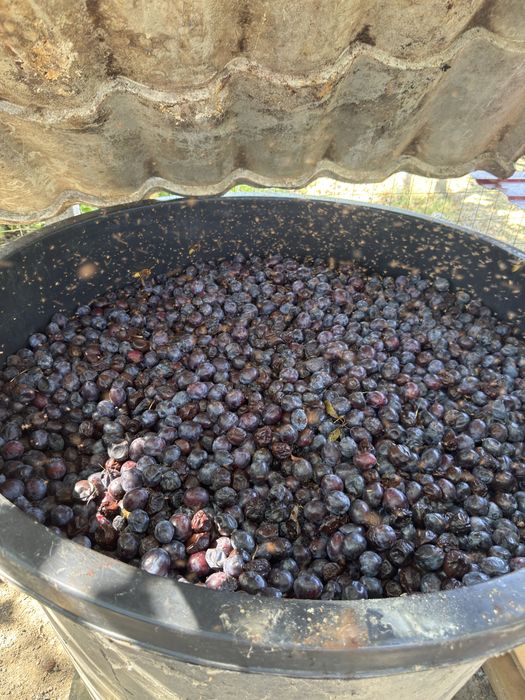 PRUNE ROȘII romanesti  – pentru tuica