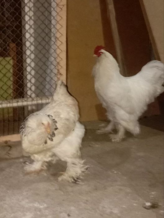 Brama tovuq xoroz sotiladi