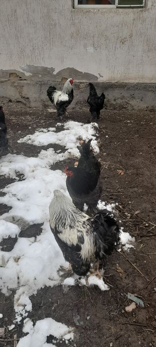 Продаём петушков брамы