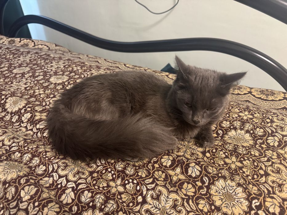 Кошка ищет дом.